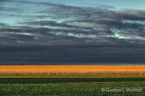 Green & Gold Fields_00702.jpg - Photographed near Kilmarnock, Ontario, Canada.